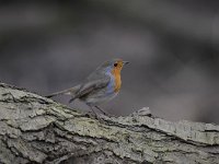 Erithacus rubecula 113, Roodborst, Saxifraga-Luuk Vermeer