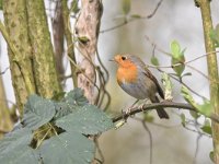 Erithacus rubecula 122, Roodborst, Saxifraga-Luuk Vermeer