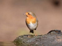 Erithacus rubecula 123, Roodborst, Saxifraga-Luuk Vermeer