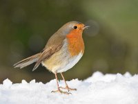 Erithacus rubecula 124, Roodborst, Saxifraga-Luuk Vermeer