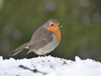 Erithacus rubecula 127, Roodborst, Saxifraga-Luuk Vermeer