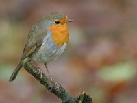 Erithacus rubecula 13, Roodborst, Saxifraga-Luc Hoogenstein