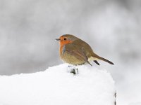 Erithacus rubecula 134, Roodborst, Saxifraga-Luuk Vermeer