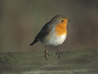 Erithacus rubecula 14, Roodborst, Saxifraga-Piet Munsterman