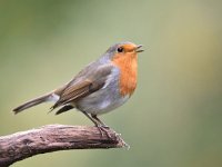 Erithacus rubecula 141, Roodborst, Saxifraga-Luuk Vermeer