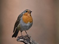 Erithacus rubecula 142, Roodborst, Saxifraga-Luuk Vermeer