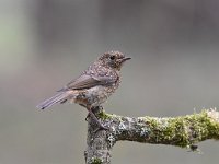 Erithacus rubecula 144, Roodborst, Saxifraga-Luuk Vermeer