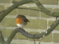 Erithacus rubecula 148, Roodborst, Saxifraga-Willem van Kruijsbergen