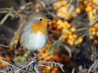 Erithacus rubecula 15, Roodborst, Saxifraga-Piet Munsterman