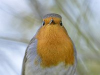 Erithacus rubecula 153, Roodborst, Saxifraga-Tom Heijnen