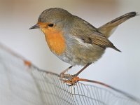 Erithacus rubecula 155, Roodborst, Saxifraga-Tom Heijnen