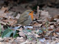 Erithacus rubecula 156, Roodborst, Saxifraga-Tom Heijnen