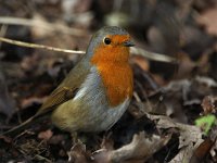 Erithacus rubecula 17, Roodborst, Saxifraga-Henk Groenewoud