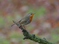 Erithacus rubecula 19, Roodborst, Saxifraga-Luc Hoogenstein