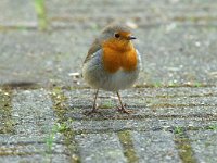 Erithacus rubecula 25, Roodborst, Saxifraga-Jan van der Straaten