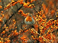 Erithacus rubecula 27, Roodborst, Saxifraga-Piet Munsterman