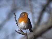 Erithacus rubecula 29, Roodborst, Saxifraga-Piet Munsterman