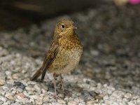 Erithacus rubecula 30, Roodborst, juvenile, Saxifraga-Piet Munsterman