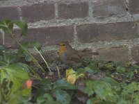 Erithacus rubecula 32, Roodborst, Saxifraga-Willem van Kruijsbergen