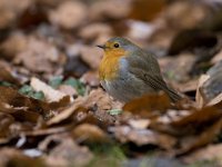 Roodborst, Erithacus rubecula  Roodborst, Erithacus rubecula : Erithacus rubecula, Nederland, Robin, Roodborst, Soest, Utrecht, bevroren, bird, brown, bruin, city bird, cold, december, fallen leafs, garden, garden bird, gevallen bladeren, grond, ground, kou, nieuwjaarsdag, orange, oranje, song bird, stadsvogel, the Netherlands, tuin, tuinvogel, vogel, winter, zangvogel