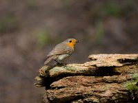 roodborst  roodborst in de Haspel : Erithacus rubecula