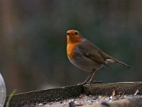 Erithacus rubecula 42, Roodborst, Saxifraga-Hans Dekker