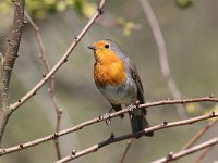 Erithacus rubecula 49, Roodborst, Saxifraga-Peter Meininger