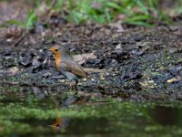 roodborst  roodborst in de Haspel : Erithacus rubecula