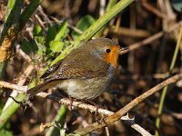 Erithacus rubecula 50, Roodborst, Saxifraga-Bart Vastenhouw