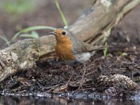 Erithacus rubecula 57, Roodborst, Saxifraga-Mark Zekhuis