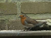 Erithacus rubecula 62, Roodborst, Saxifraga-Willem van Kruijsbergen