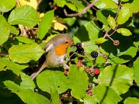 Erithacus rubecula 63, Roodborst, Saxifraga-Bart Vastenhouw