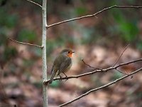 Erithacus rubecula 75, Roodborst, Saxifraga-Hans Dekker