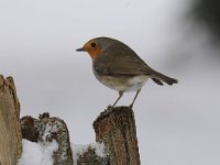 Erithacus rubecula 85, Roodborst, Saxifraga-Luuk Vermeer