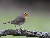 Erithacus rubecula 86, Roodborst, Saxifraga-Luuk Vermeer