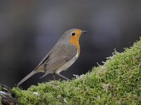 Erithacus rubecula 87, Roodborst, Saxifraga-Luuk Vermeer