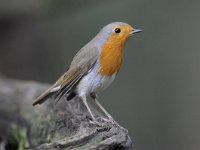 Erithacus rubecula 91, Roodborst, Saxifraga-Luuk Vermeer