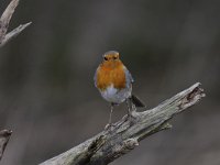 Erithacus rubecula 93, Roodborst, Saxifraga-Luuk Vermeer