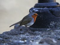 Erithacus rubecula ssp superbus 55, Canarische roodborst, Saxifraga-Dirk Hilbers