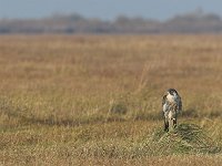 Falco peregrinus 10, Slechtvalk, Saxifraga-Martin Mollet