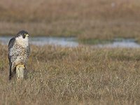 Falco peregrinus 11, Slechtvalk, Saxifraga-Martin Mollet