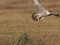 Falco peregrinus 13, Slechtvalk, Saxifraga-Martin Mollet