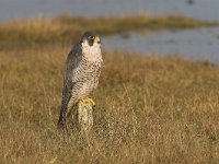 Falco peregrinus 18, Slechtvalk, Saxifraga-Martin Mollet