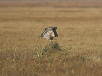 Falco peregrinus 20, Slechtvalk, Saxifraga-Martin Mollet