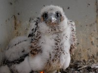 Falco peregrinus 39, Slechtvalk, Saxifraga-Bart Vastenhouw