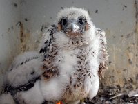 Falco peregrinus 40, Slechtvalk, Saxifraga-Bart Vastenhouw