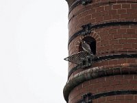 Falco peregrinus 58, Slechtvalk, Saxifraga-Hans Dekker