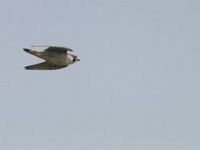 Falco peregrinus 70, Slechtvalk, Saxifraga-Mark Zekhuis