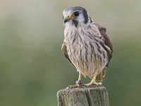 Falco sparverius 6, Amerikaanse torenvalk, female, Saxifraga-Martin Mollet