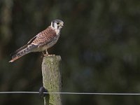 Falco sparverius 7, Amerikaanse torenvalk, female, Saxifraga-Martin Mollet